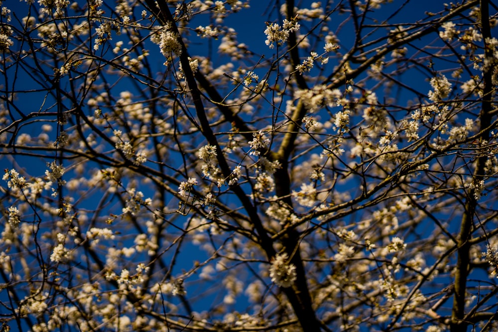 the branches of a tree with white flowers against a blue sky