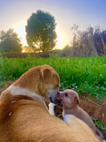 A mother dog and her puppy share a tender moment in a lush green field at sunrise. The warm sunlight casts a gentle glow over the scene, and tall trees are visible in the background. The mother dog cuddles the puppy lovingly, creating a serene and heartwarming atmosphere.