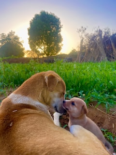 A mother dog and her puppy share a tender moment in a lush green field at sunrise. The warm sunlight casts a gentle glow over the scene, and tall trees are visible in the background. The mother dog cuddles the puppy lovingly, creating a serene and heartwarming atmosphere.