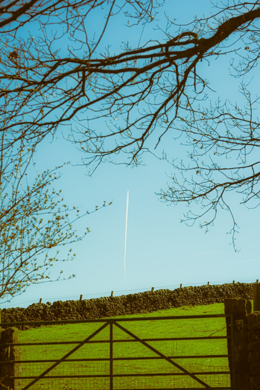 a field with a fence and a tree with no leaves