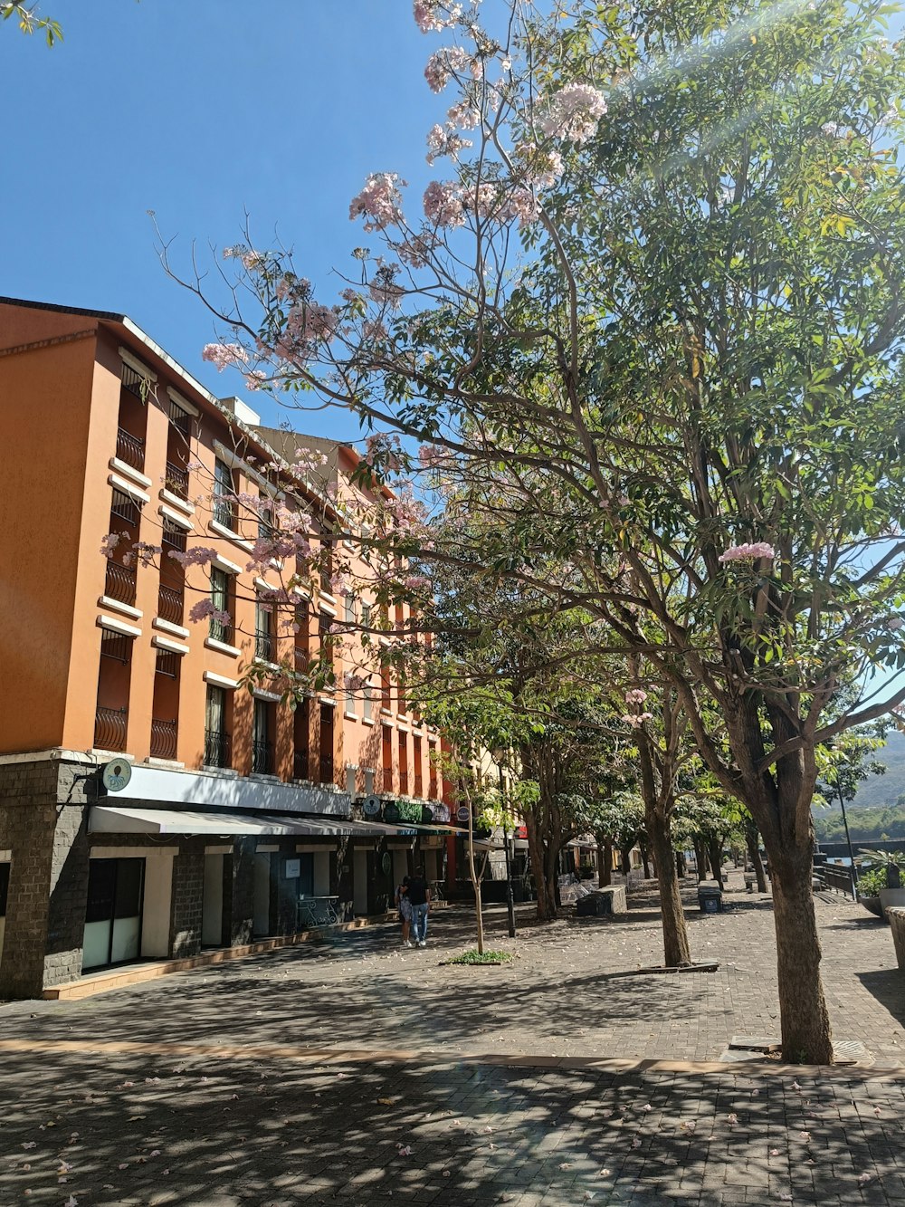 a tree in front of a building on a sunny day