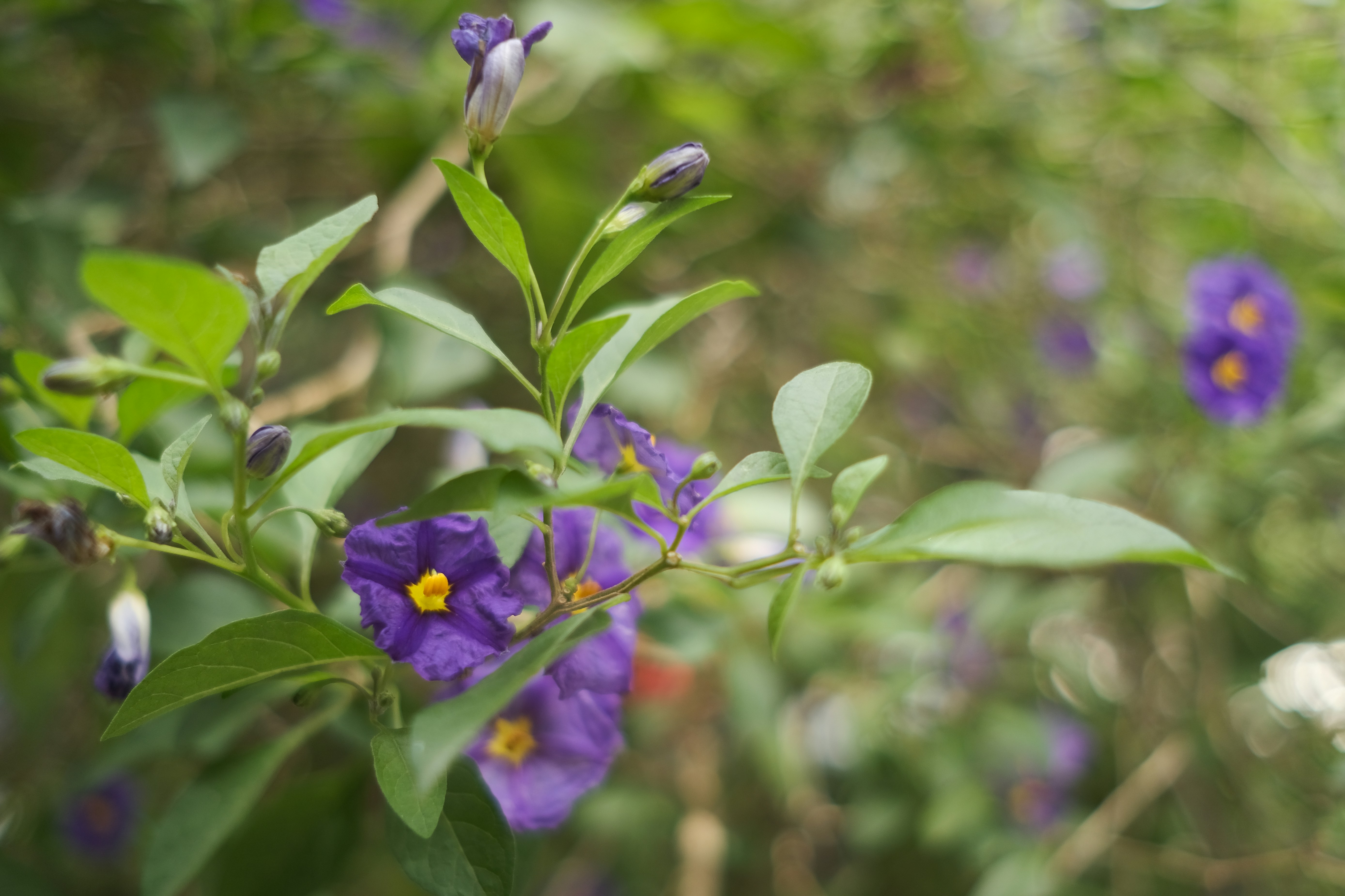 Photo by carlos_johnve