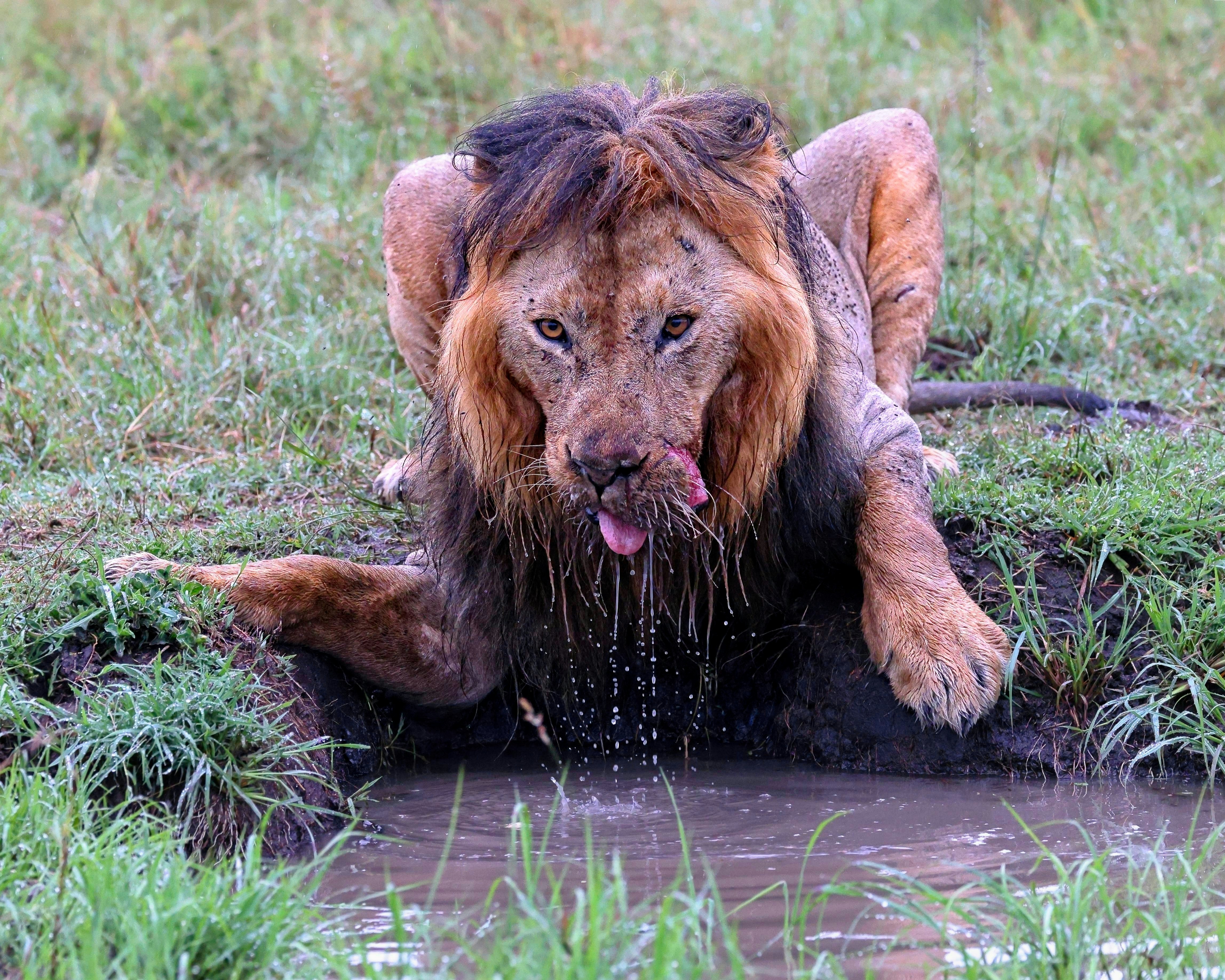 Mane Power: Why Wet Isn’t Welcome (image credits: unsplash)