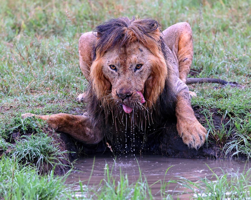 a lion is sitting in the water with its tongue out