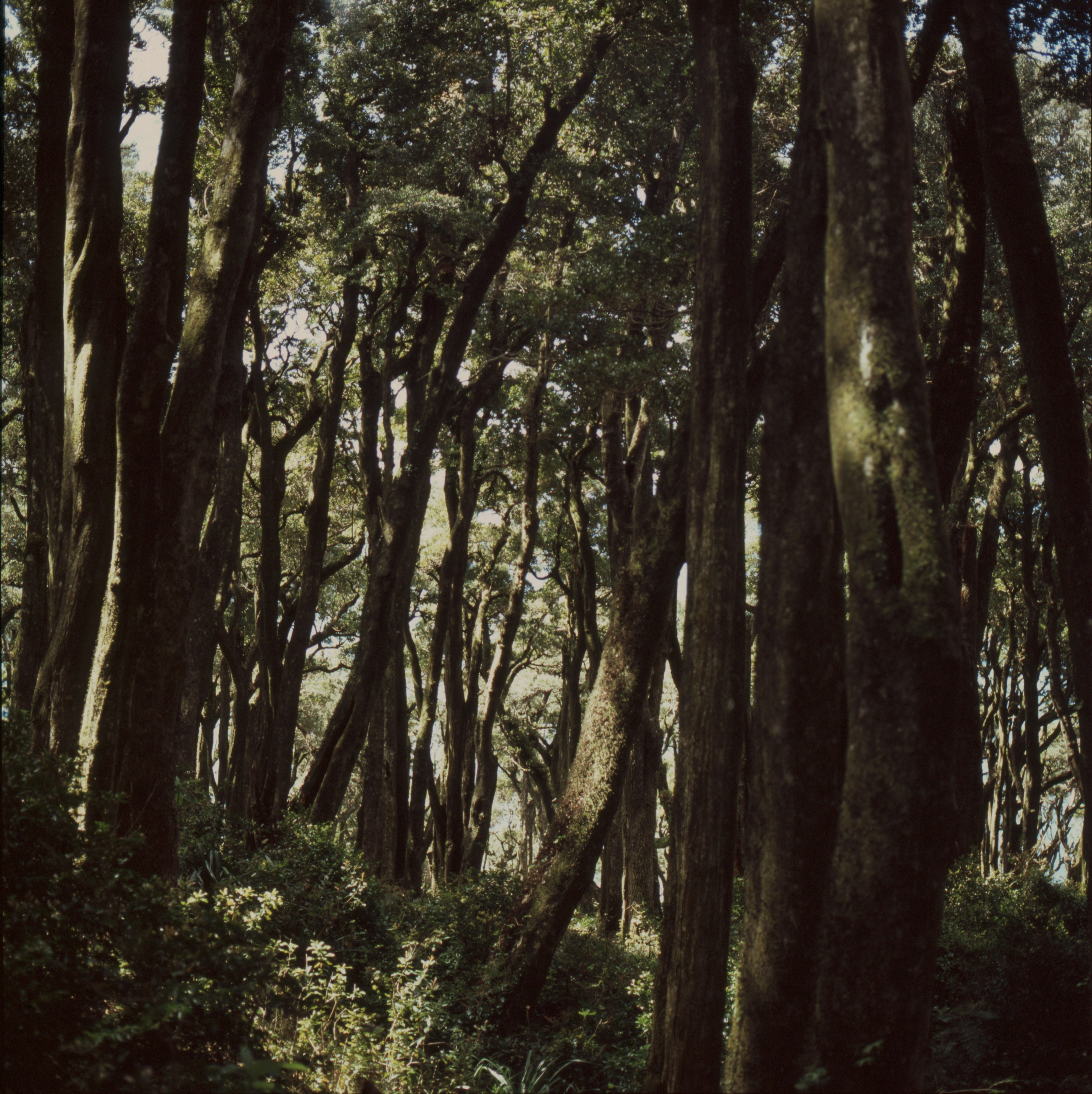 Photo by carlos_johnve