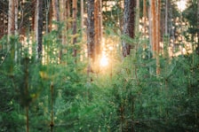 Sunlight filtering through tall pine trees near the property