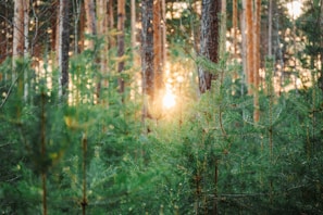 Sunlight filtering through tall pine trees in a serene forest.