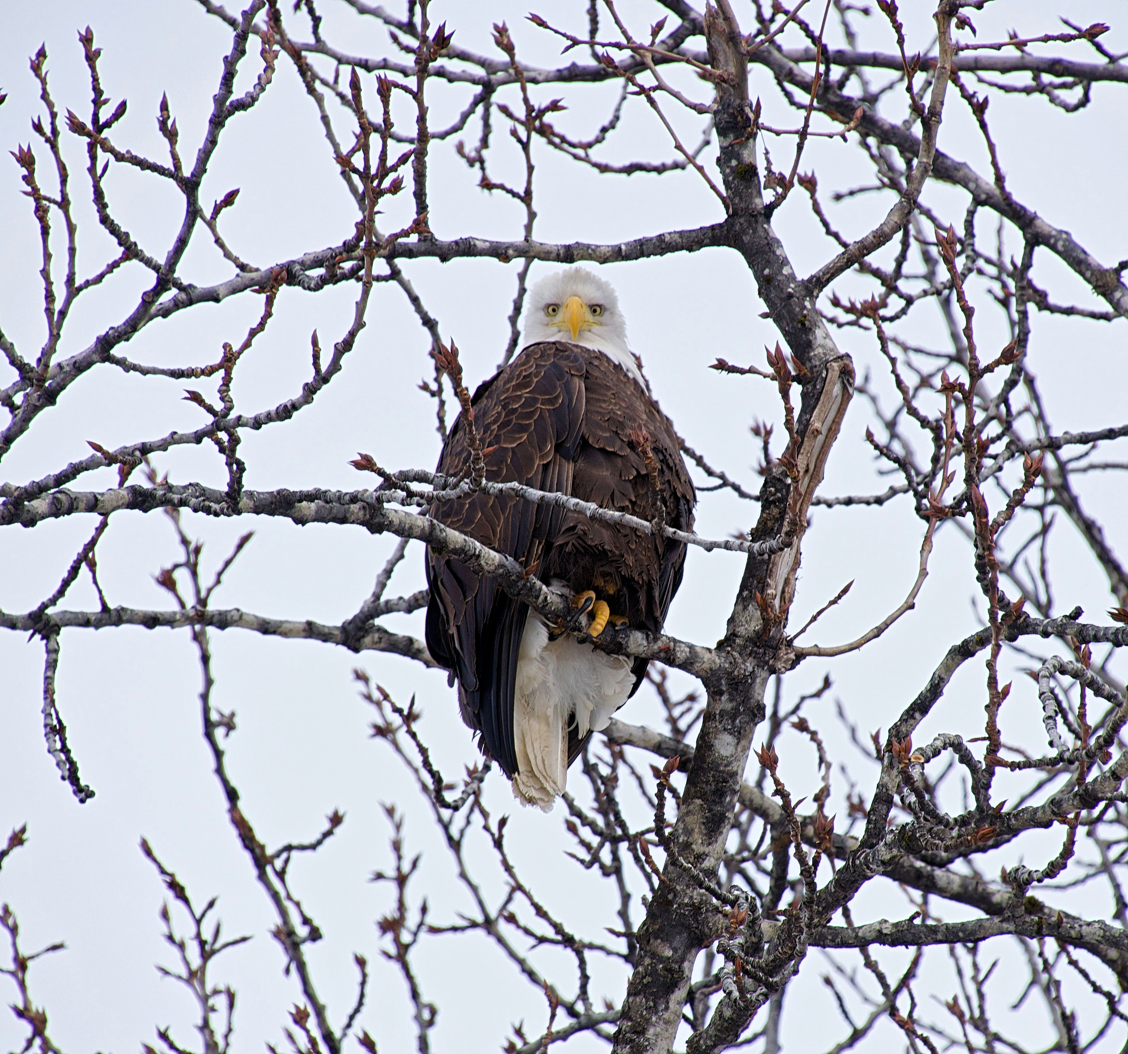 Containers in Eagle, ID