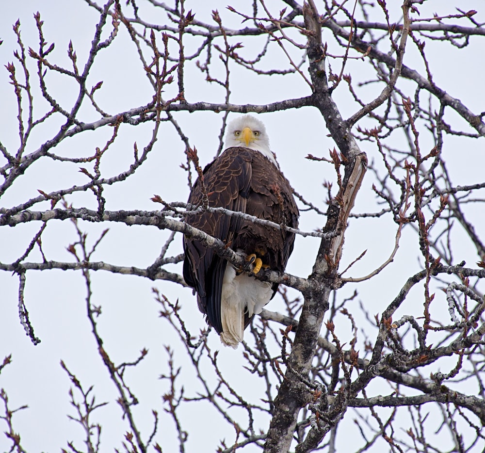 a bald eagle sitting in a bare tree