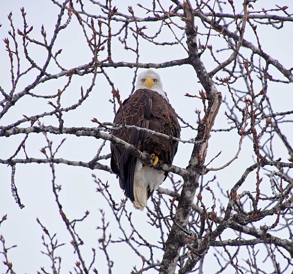 Un águila calva sentada en un árbol desnudo