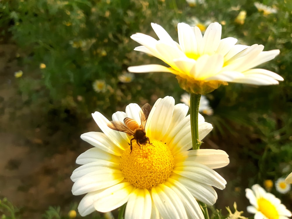 Eine Biene, die auf einer weißen Blume sitzt