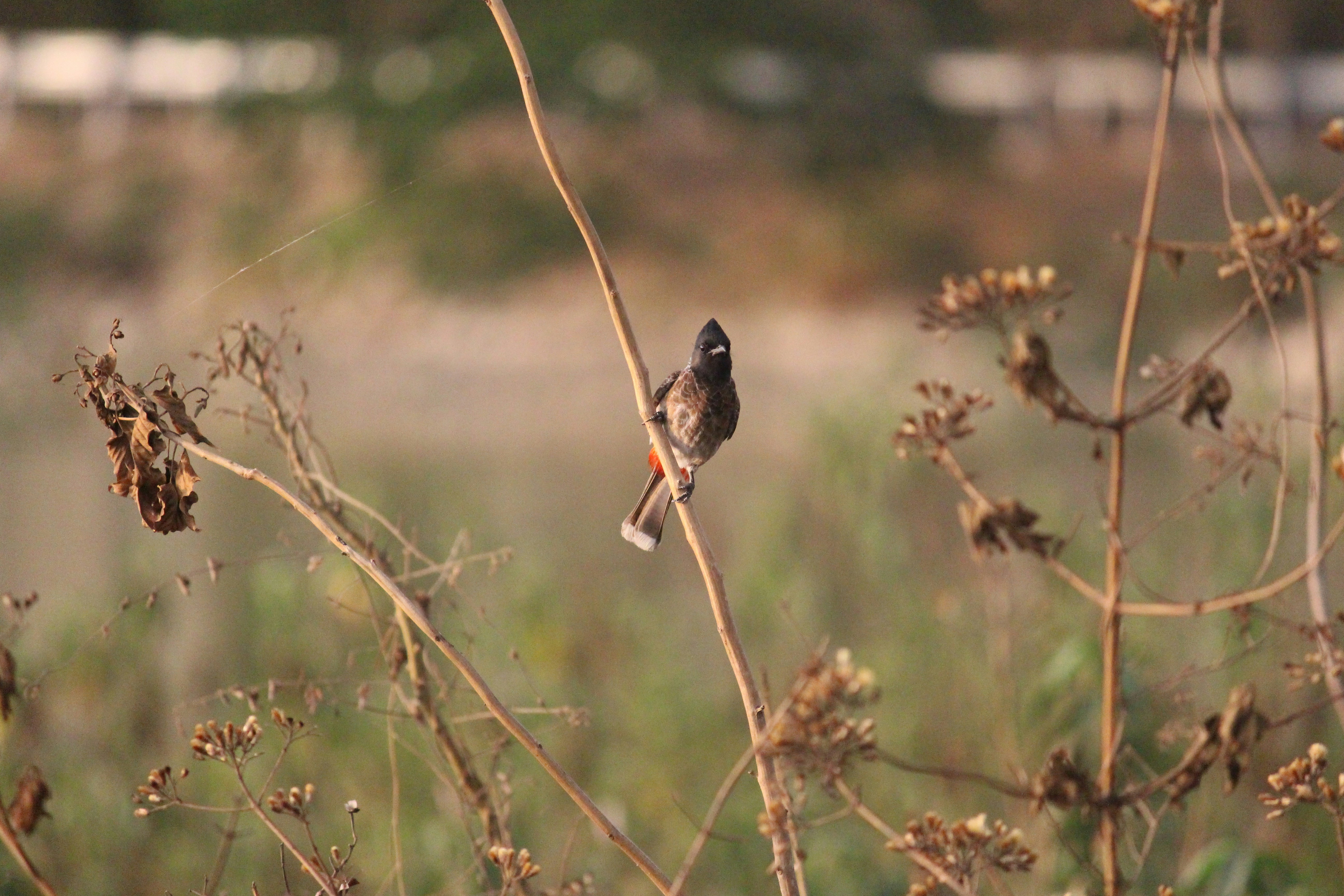 Photo by shridhardixit