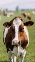 a brown and white cow standing on top of a lush green field