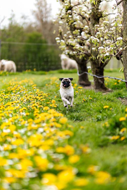 A joyful pug puppy playing in a sunlit garden surrounded by colorful flowers.