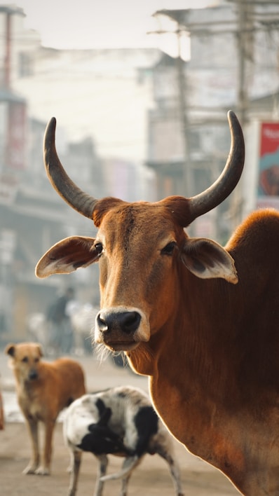a herd of cattle standing on top of a dirt field