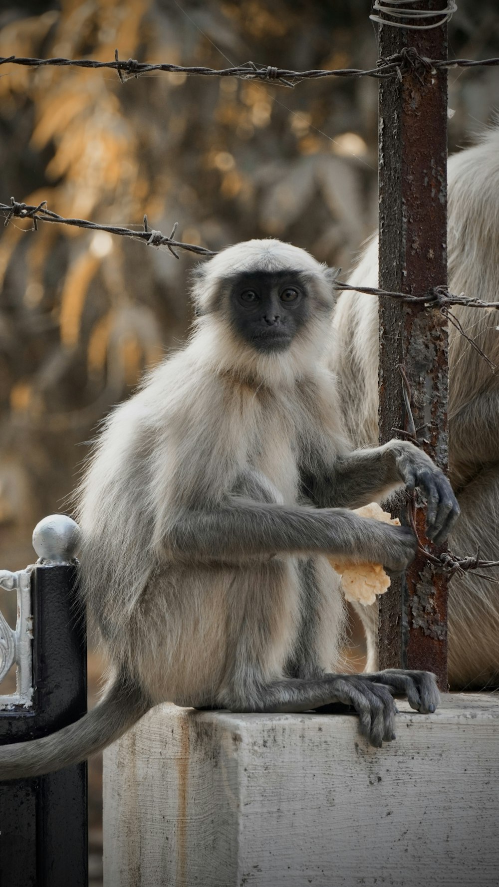 a monkey sitting on top of a cement block