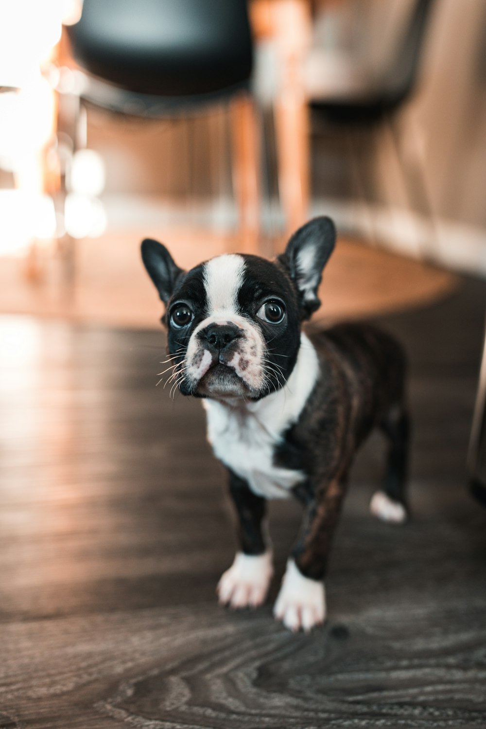 a small black and white dog standing on a hard wood floor