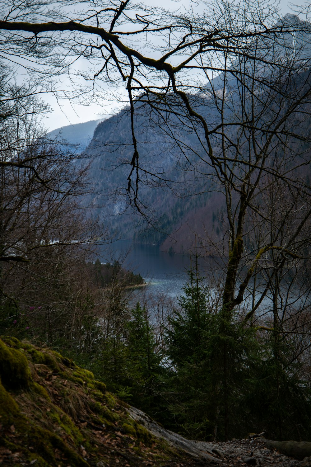 Ein Blick auf einen See durch einige Bäume