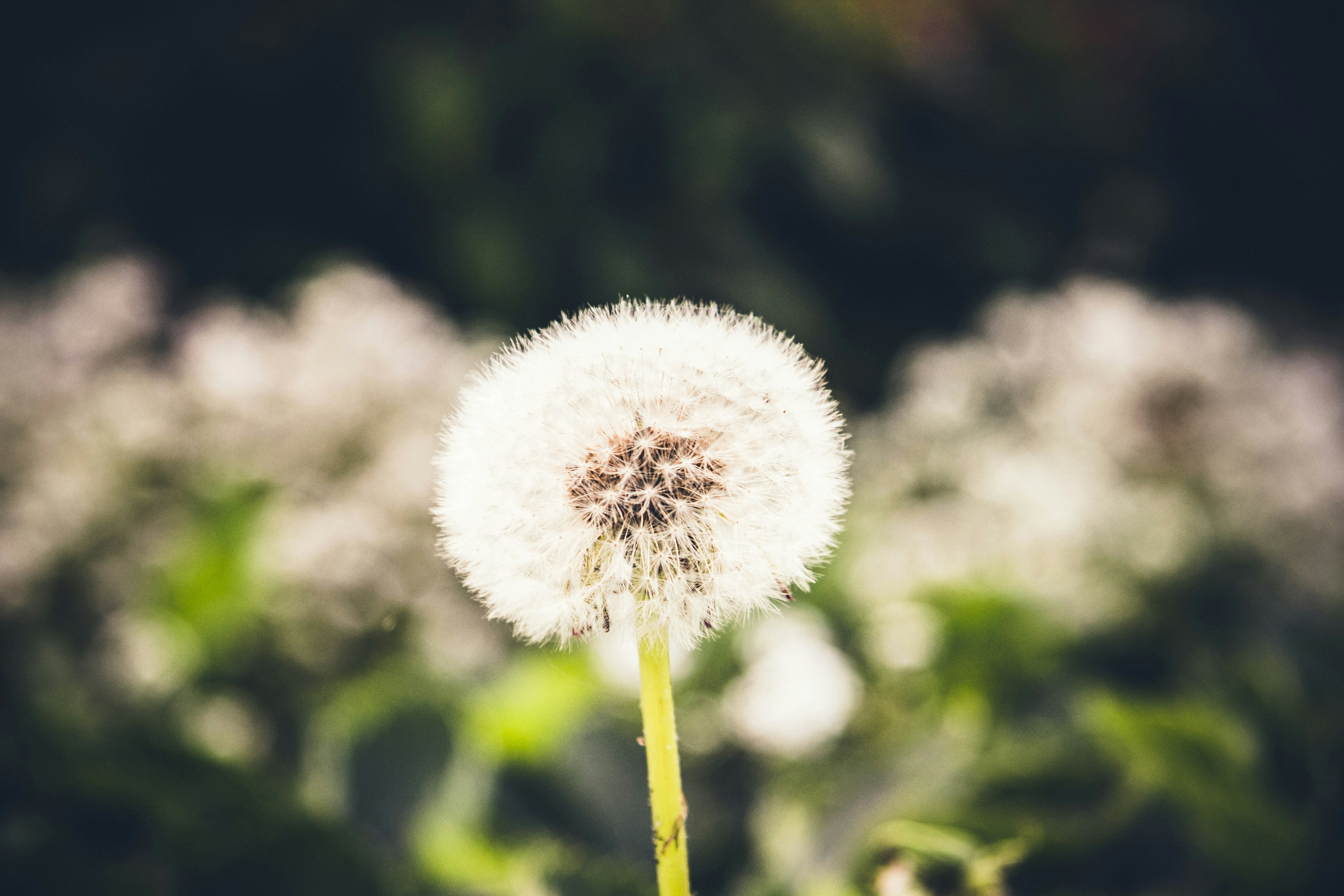 Photo by romanvolkov