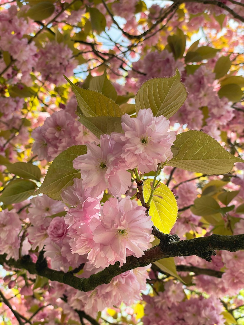 a tree with pink flowers and green leaves