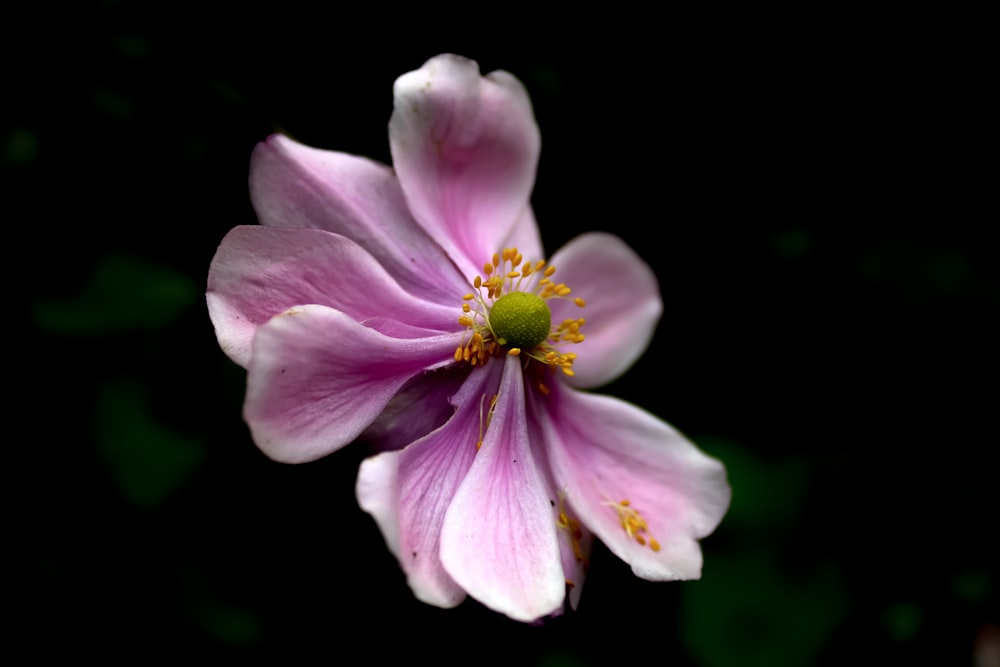 a close up of a pink flower on a black background