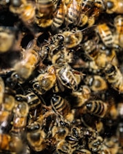 a bunch of wasps that are in a bunch