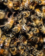 a bunch of bees that are in a bunch