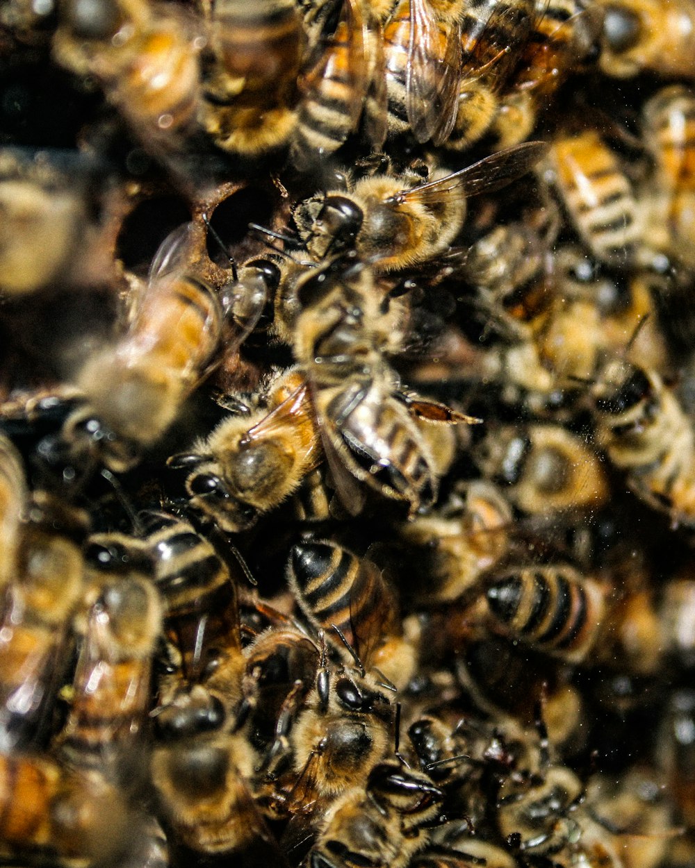 a bunch of bees that are in a bunch