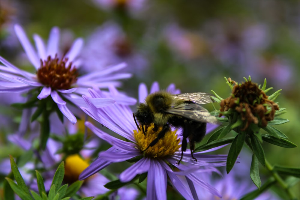 a bee sitting on a purple flower in a field