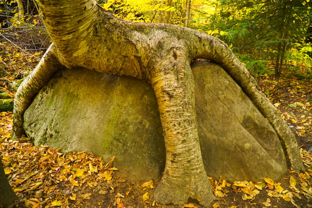 a tree that is growing out of a rock