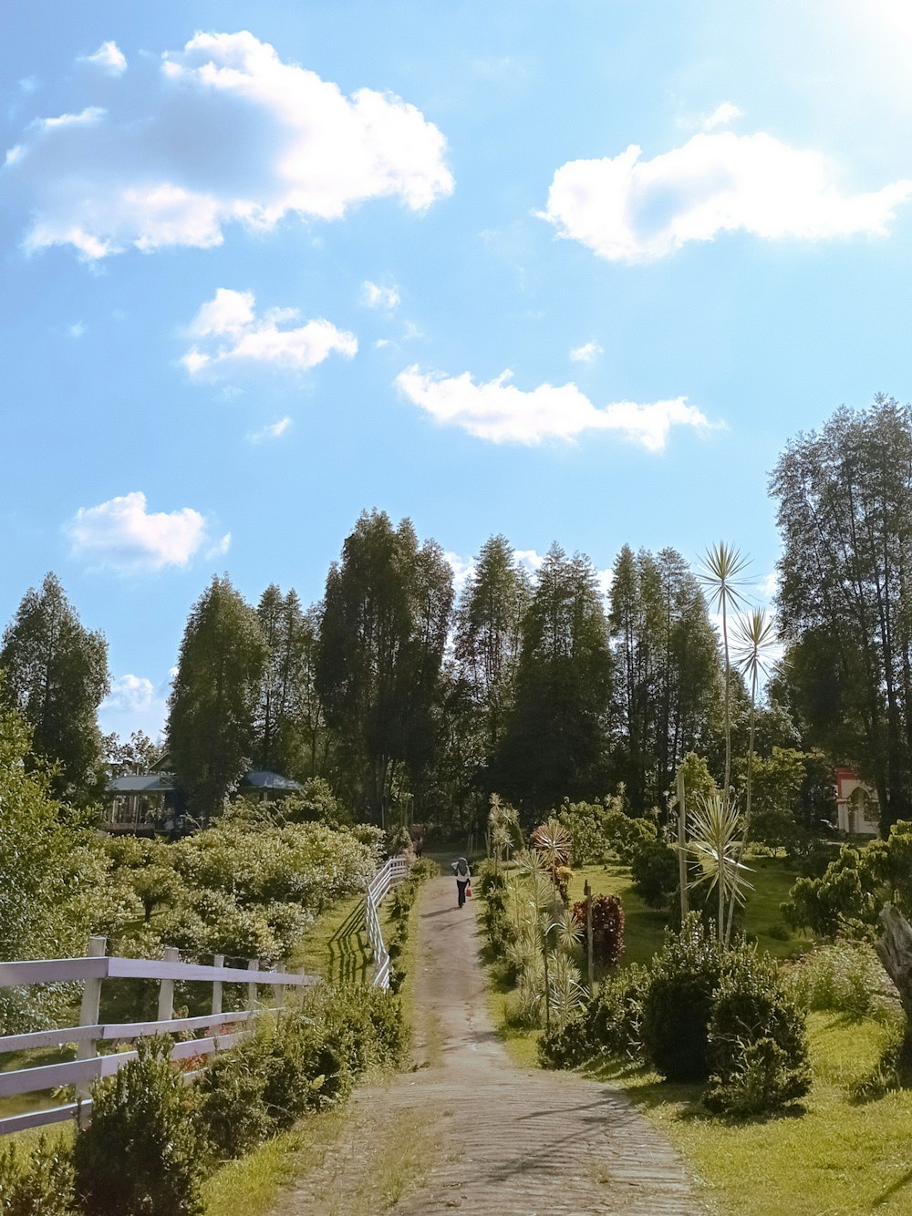 Una strada sterrata circondata da rigogliosi alberi verdi