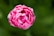 Close-up photo of a soft pink peony bloom with dewdrops on petals, set against a blurred green background.
