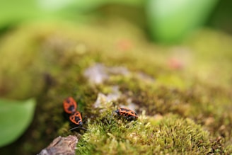 A group of small red and black insects, likely firebugs, are crawling on a bed of vibrant green moss. The background is softly blurred, creating a serene, natural ambiance.