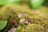 A group of small red and black insects, likely firebugs, are crawling on a bed of vibrant green moss. The background is softly blurred, creating a serene, natural ambiance.