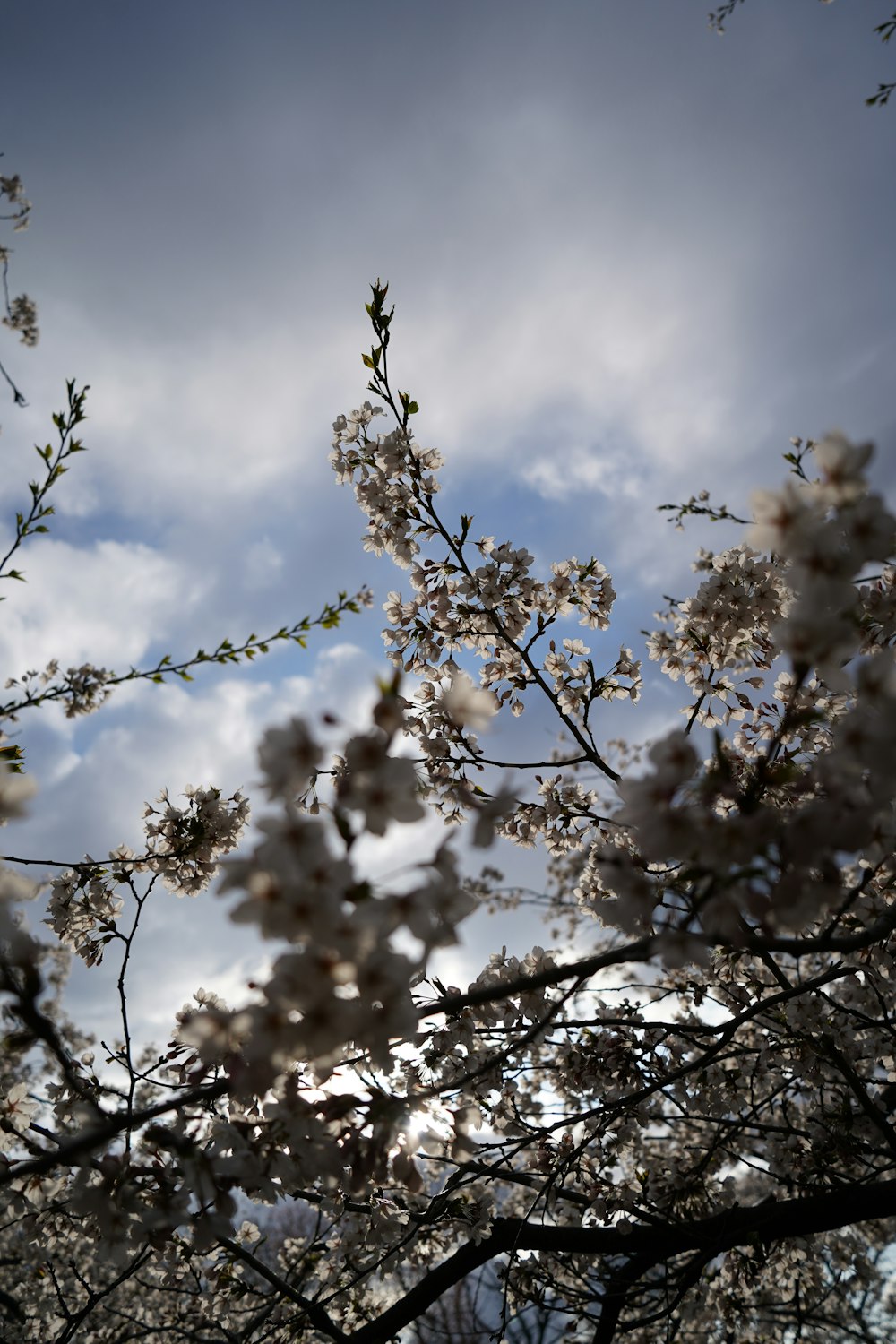 a tree with white flowers in front of a cloudy sky