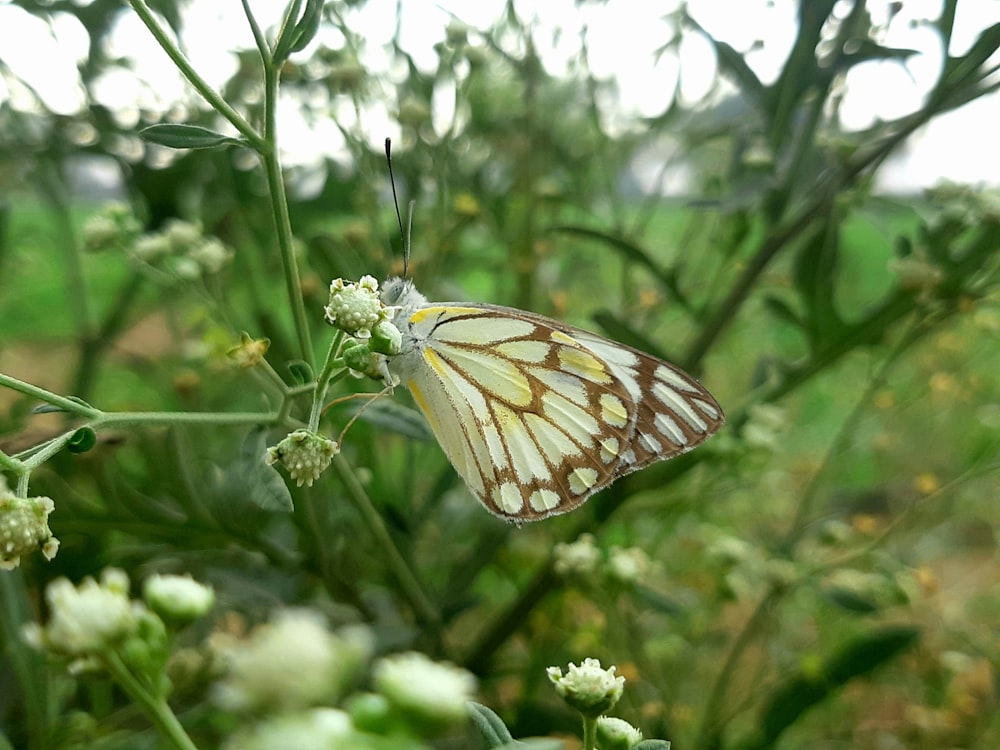 a butterfly sitting on a flower in a field