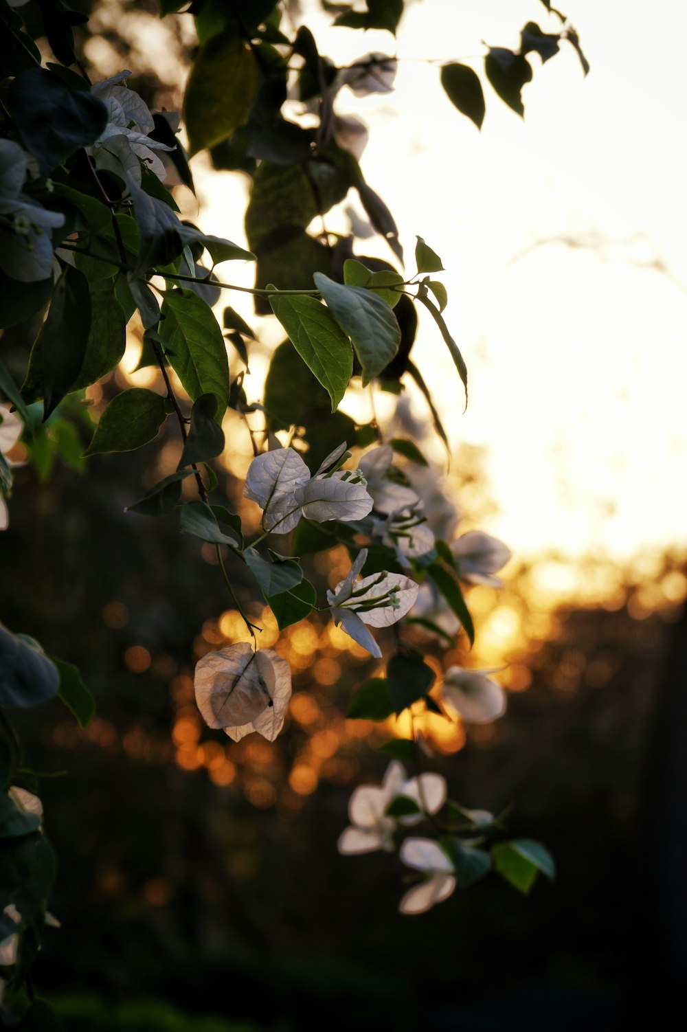 a tree with white flowers hanging from it's branches