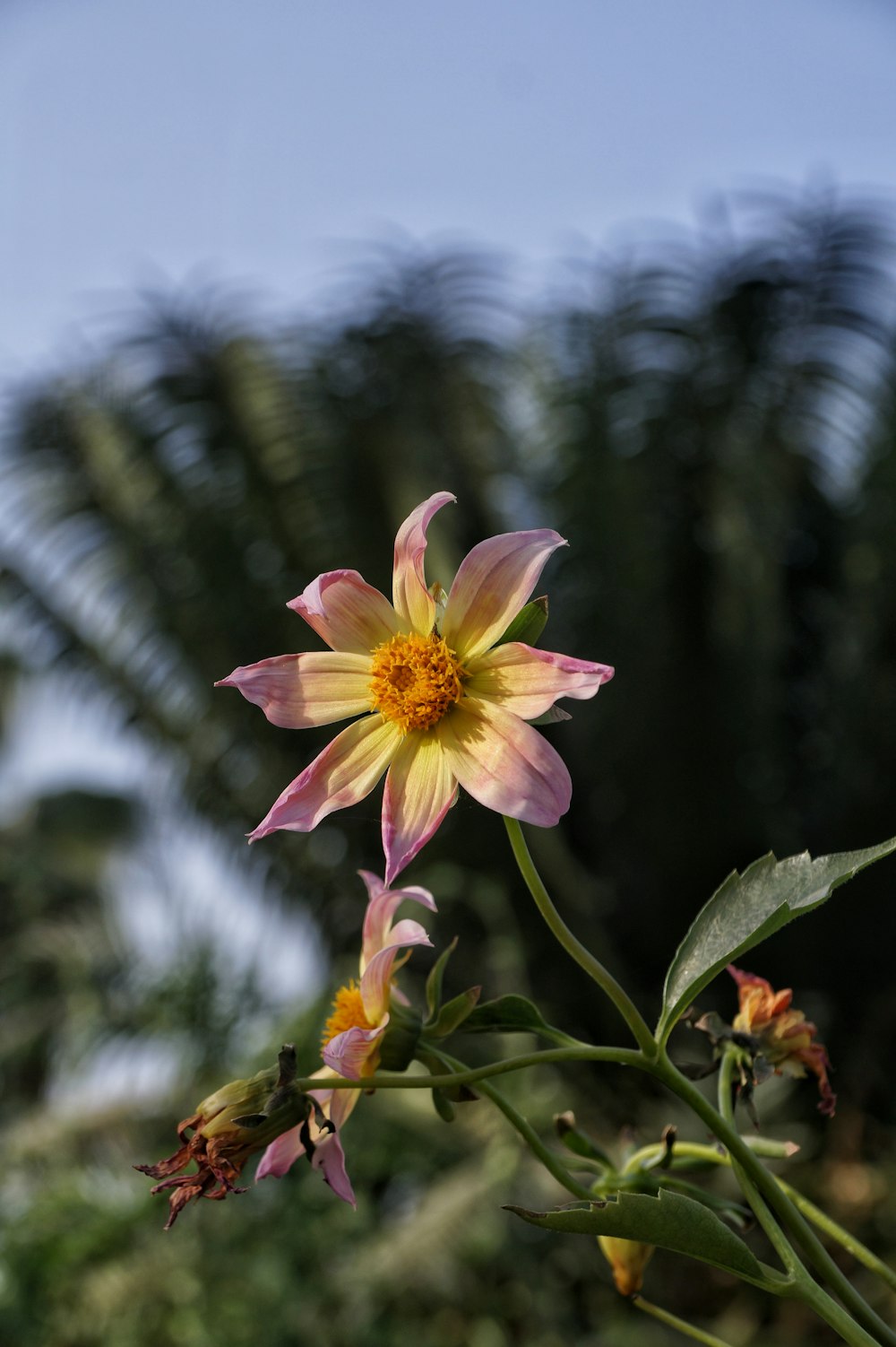 a yellow and pink flower in front of some trees