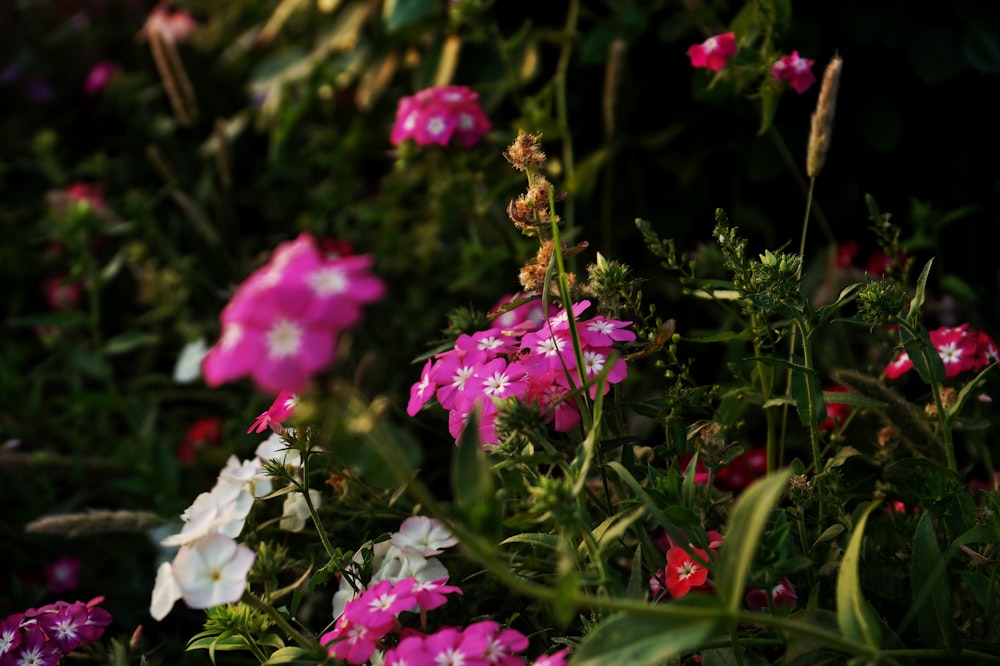 a bunch of pink and white flowers in a garden