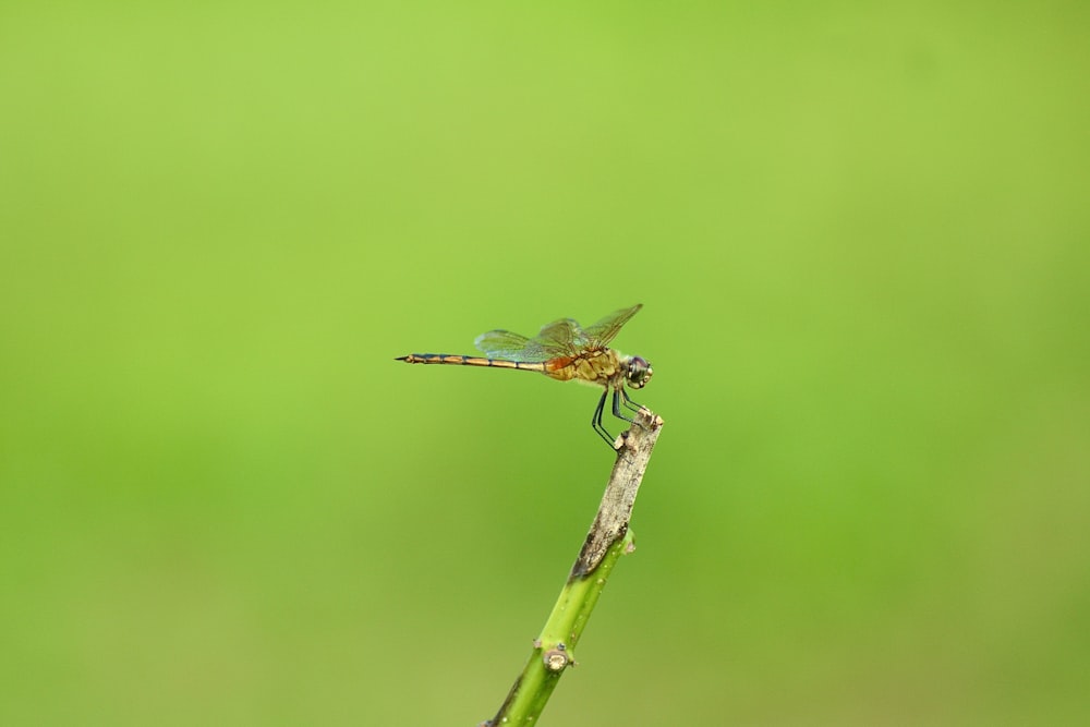 a dragonfly sitting on top of a plant stem