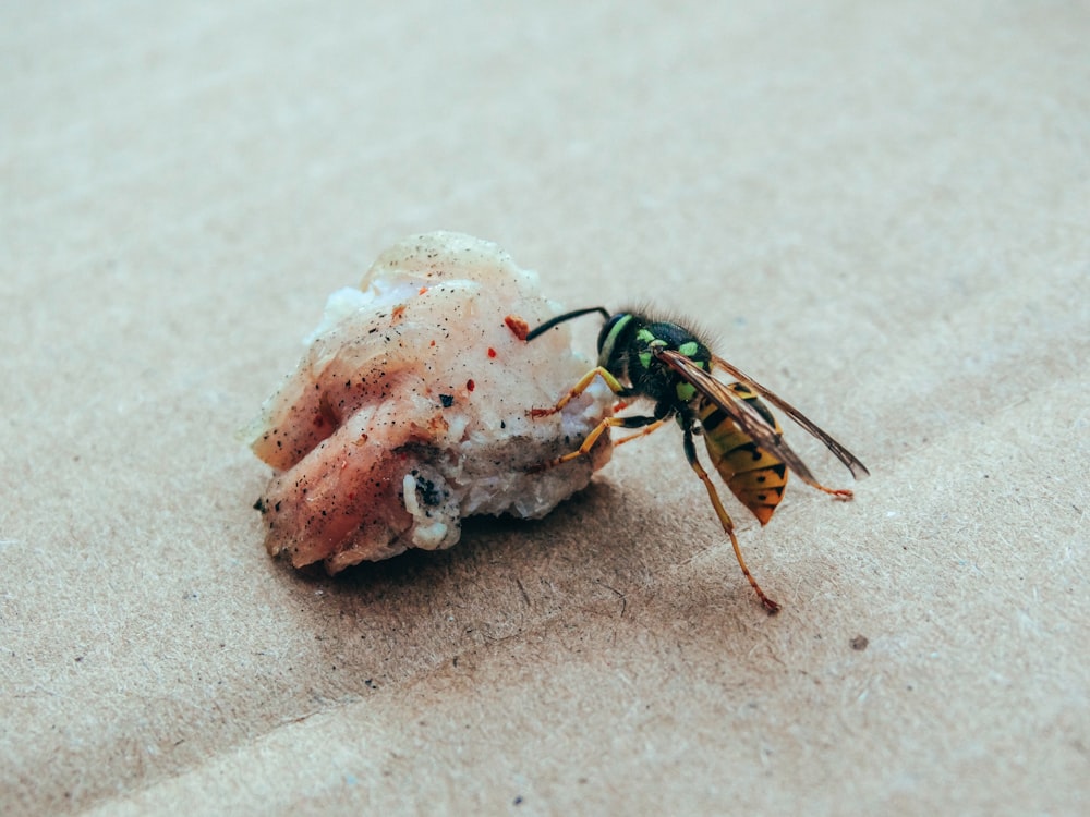 a large insect sitting on top of a piece of food