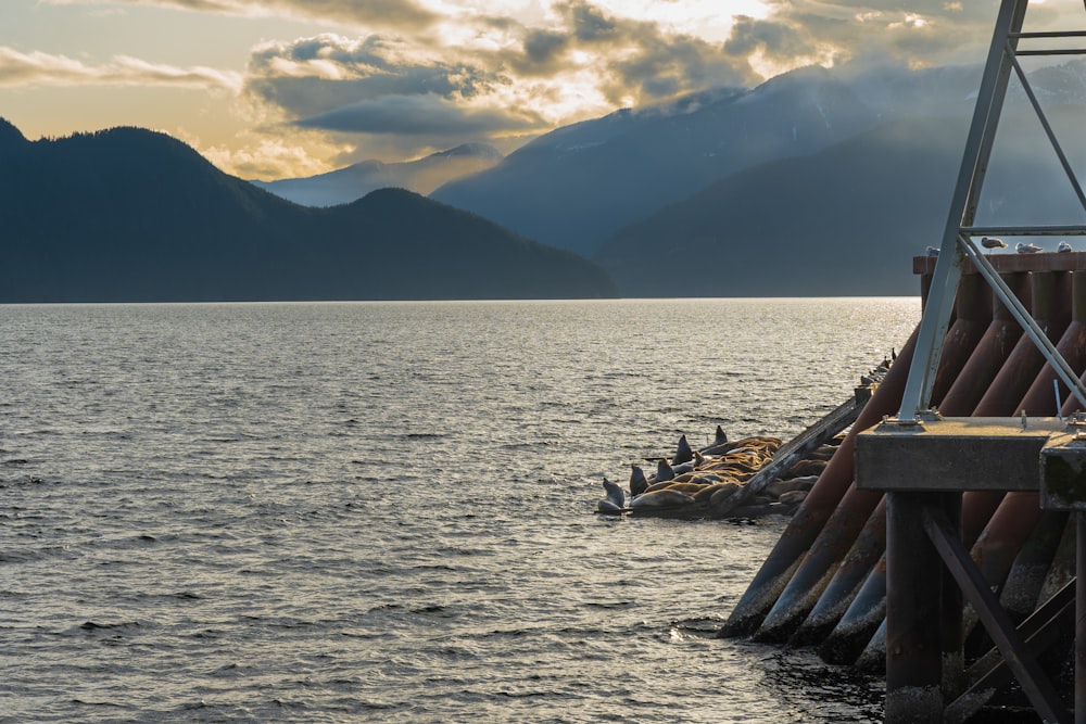 a pier with a bunch of birds sitting on top of it