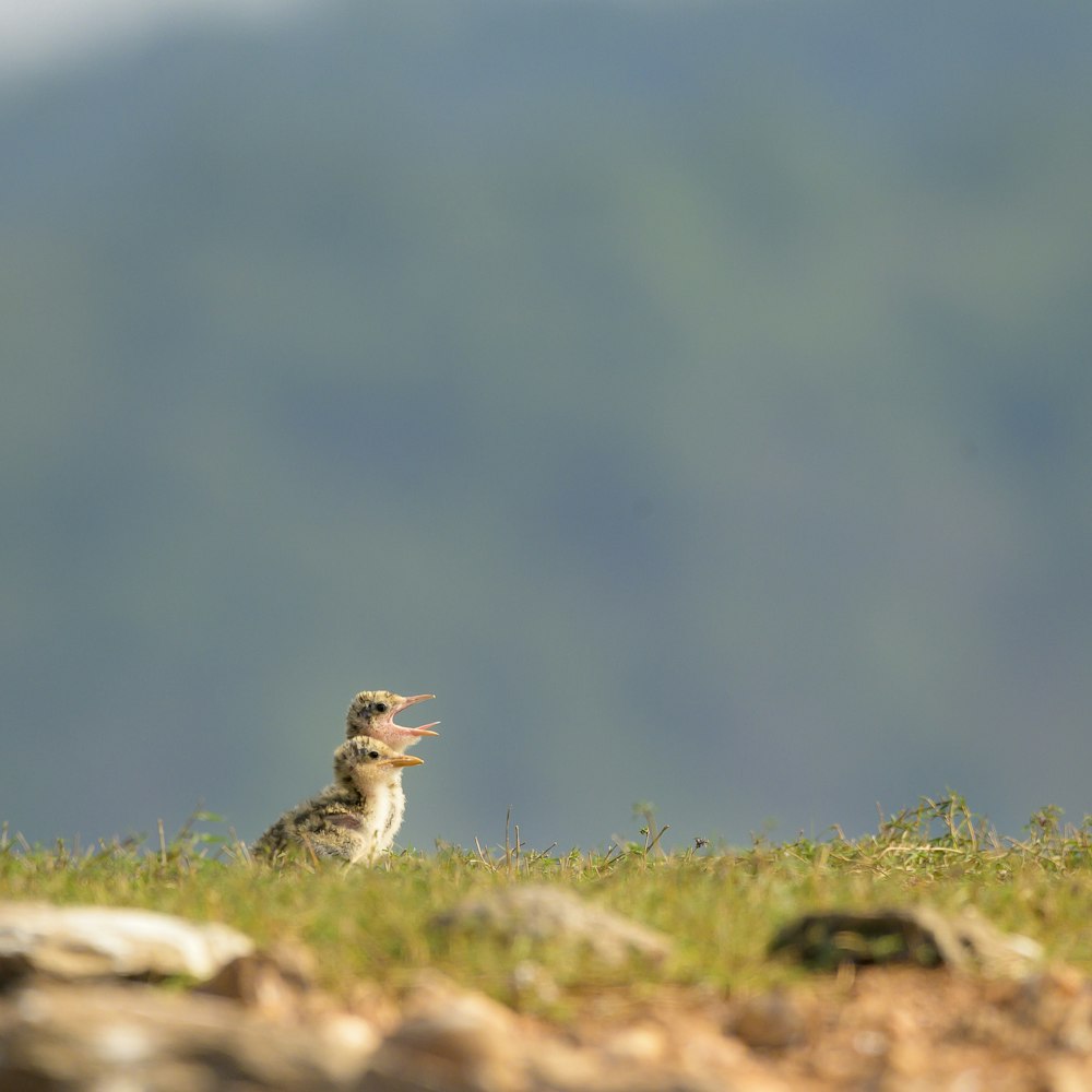 a bird standing on top of a lush green field