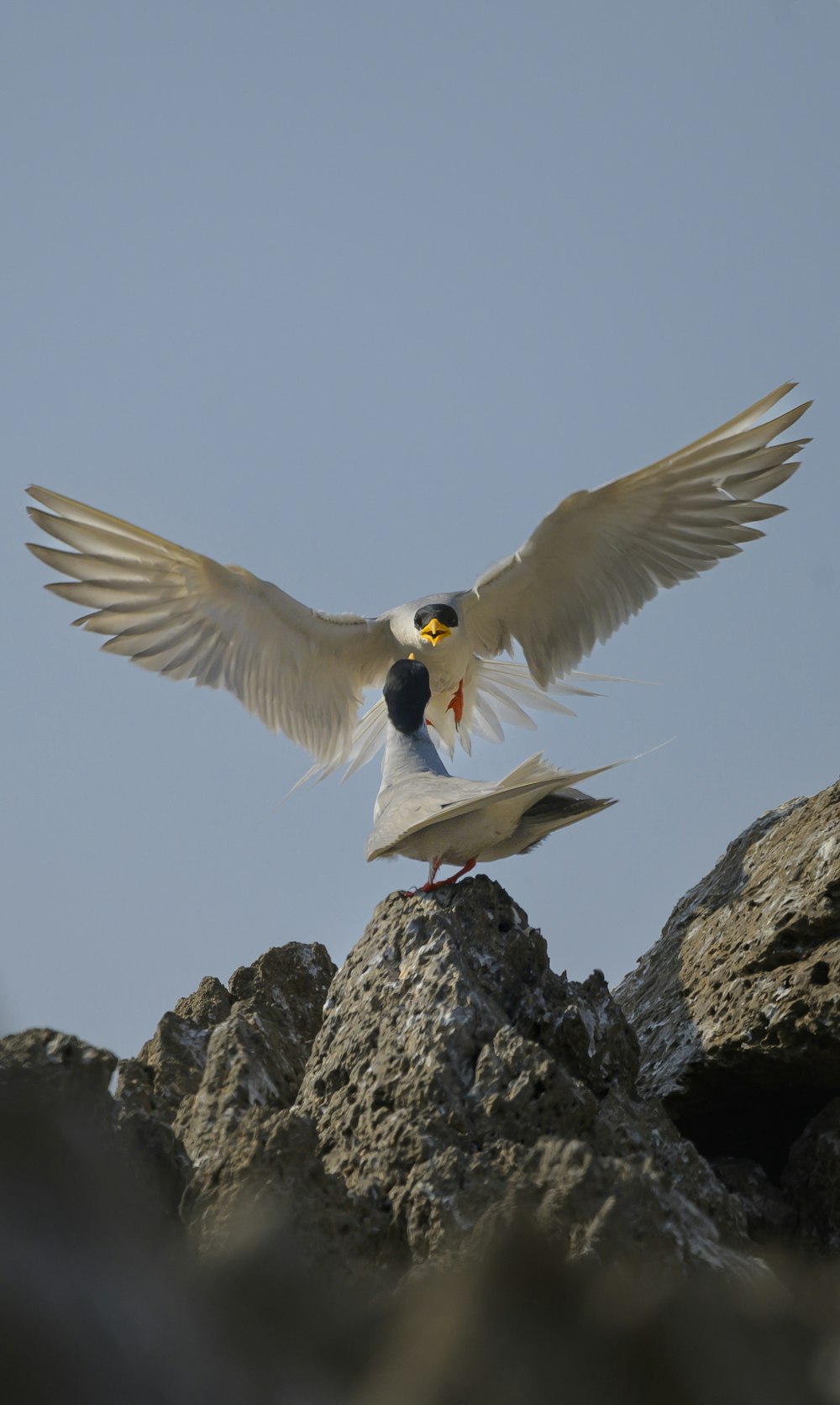 a couple of birds standing on top of a rock