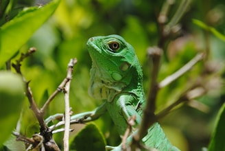 A close-up photo of a vibrant green reptile perched on a mossy branch in a sun-dappled backyard.