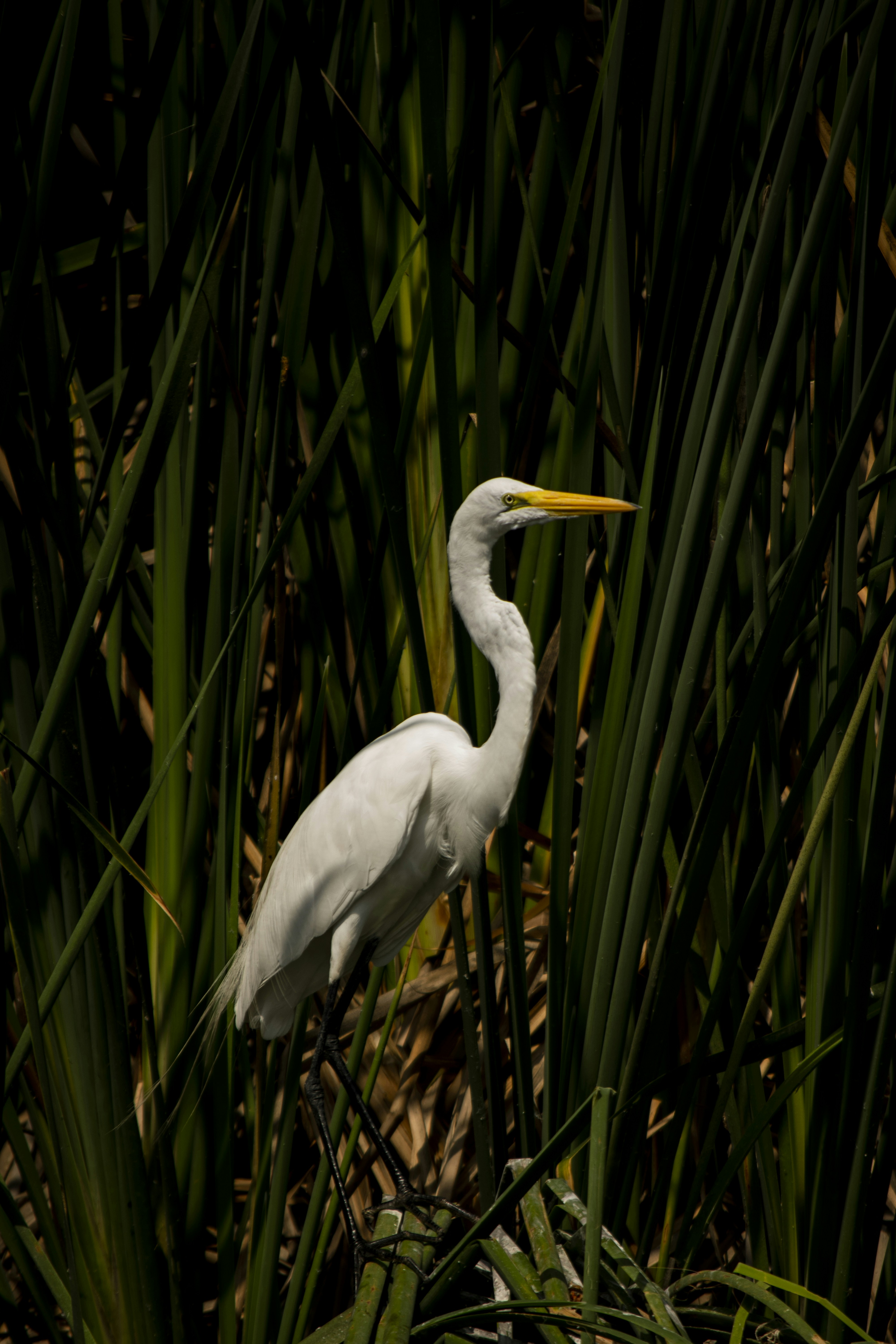 Photo by iamvizcaino