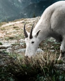 Changthangi goats grazing in the high-altitude mountains of Ladakh, source of rare fiber.