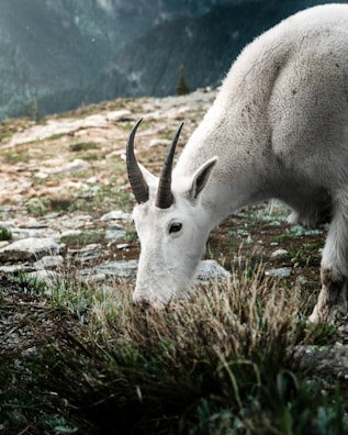 Changthangi goats grazing in the high-altitude mountains of Ladakh, source of rare fiber.