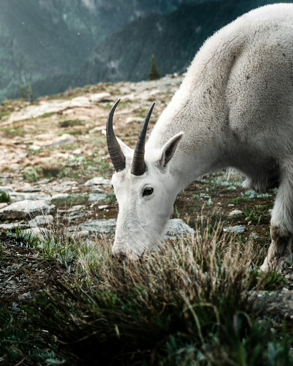 a mountain goat grazing on grass in the mountains