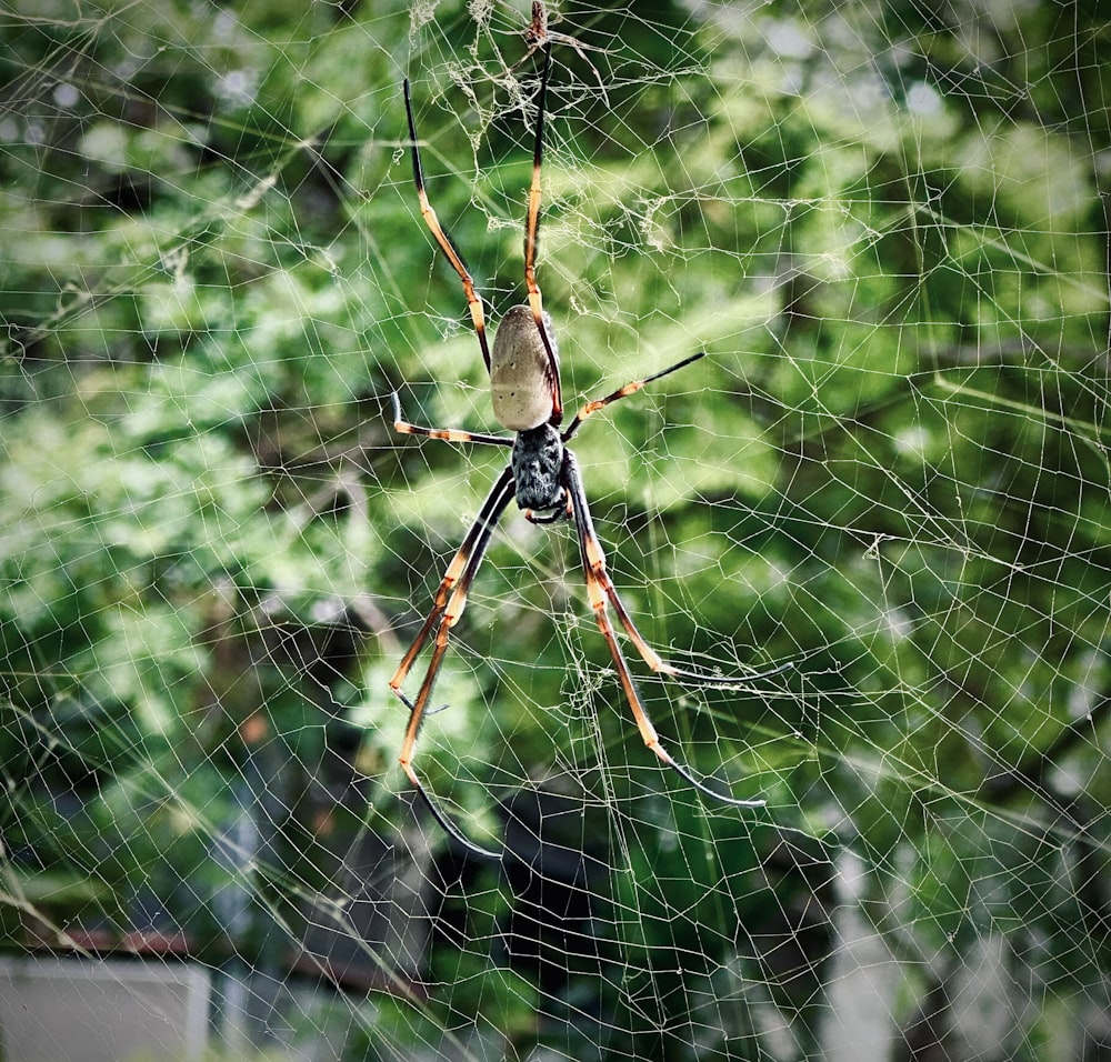 a close up of a spider on a web